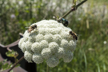 May beetles and bees pollinate white yarrow around the road in the Troyan balkan. An incredibly beautiful place in the mountains with beautiful views, fresh air and freshness.