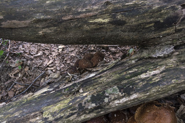 Mushrooms on the trees on the way to the Kozya Stena hut. The mountain in the central Balkan astonishes with its beauty, fresh air and magnetism.