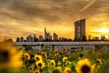 Sonnenblumenfeld und Gewächshäuser in Frankfurt Oberrad mit Skyline und EZB im Sonnenuntergang © helmutvogler