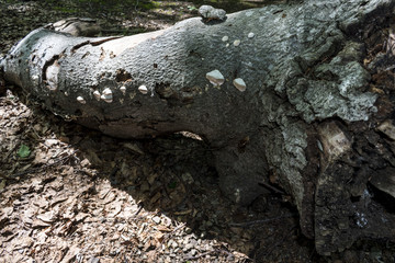 Trees with interesting shapes and formations on their stems and trunks on the way to Kozya stena hut. The mountain in the central Balkan astonishes with its beauty, fresh air and magnetism.