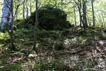 A large, beautiful stone with green moss burned in the woods on the way to the Kozya Stena hut. The mountain in the central Balkan astonishes with its beauty, fresh air and magnetism.
