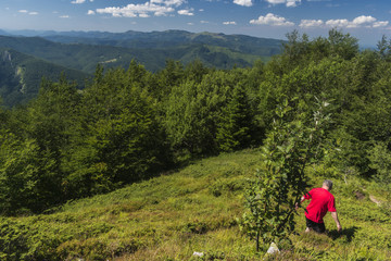 Fototapeta na wymiar Man picking blueberries in the mountains. An incredible view of the Troyan Balkan. The mountain captivates with its beauty, fresh air, a sense of infinity, coziness and tranquility.