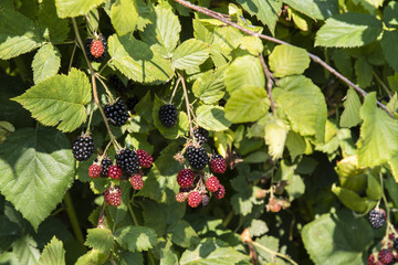 Blackberries on the plant.