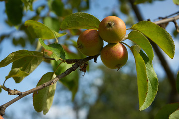 Äpfel am Baum