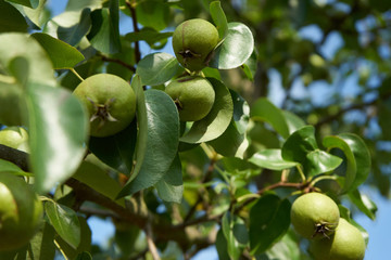 Birnen am Baum