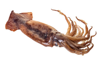 raw squid close-up