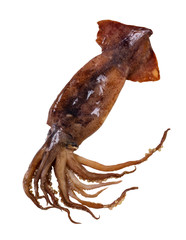 raw squid close-up