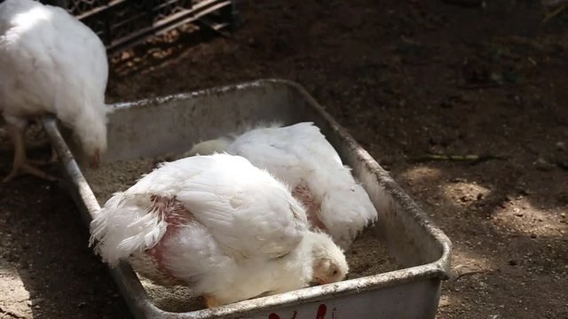 White chicken broilers peck feed in the trough