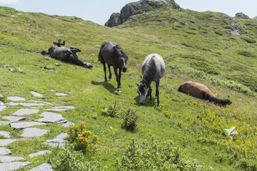 Mountain horses to Eho hut. The horses serve to transport supplies from and to the hut.