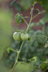 Fototapeta premium Tomato Garden