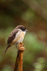 oiseau tec tec sous la pluie