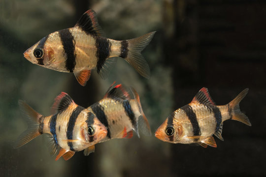 Puntius tetrazona - aquarium fish.