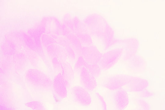Fototapeta Sweet and pastel color flower ,Soft and blurry focus photo in vintage style