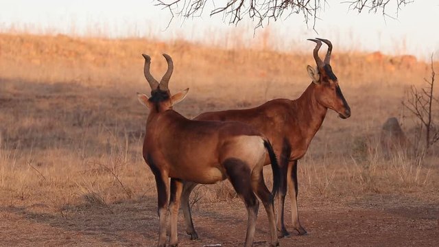 Red Hartebeest, Alcelaphus buselaphus caama