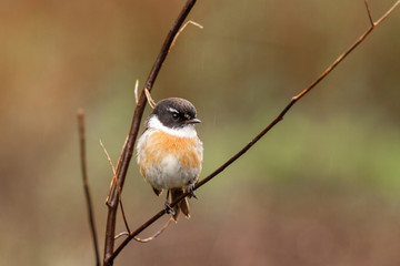 oiseau tec tec sous la pluie