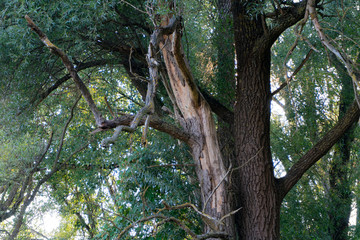 Fototapeta premium Baum