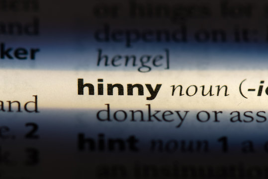 hinny