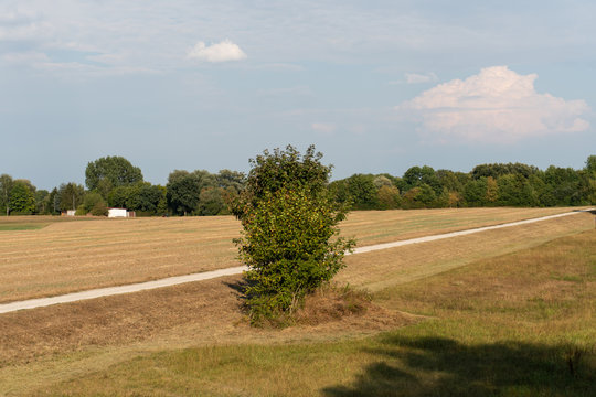 Baim in einem Feld