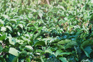 Lot of green fresh leaves. Background. Toned