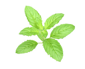 Naklejka na ściany i meble Green fresh basil leaves isolated on white background