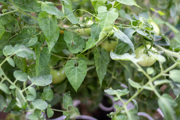 Tomato Garden