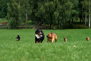 Obraz na płótnie Canvas A group of dogs is racing.