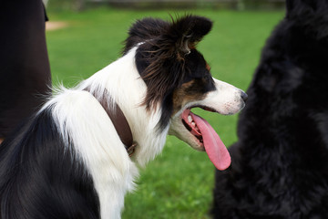 The dog lies in the meadow.