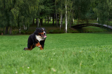 The dog runs in the fields.