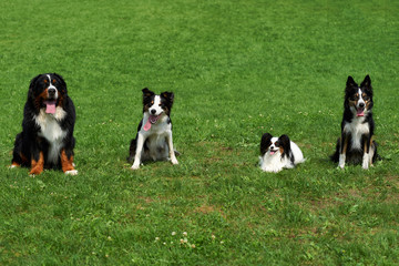 Naklejka na ściany i meble Group of dog sits on a meadow.