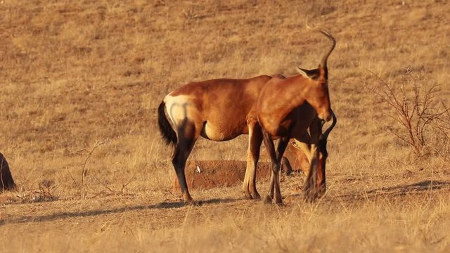Red hartebeest, Alcelaphus buselaphus caama