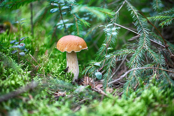 Borovik grows on a background of green moss. A white mushroom stands in the forest.