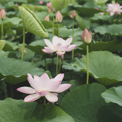 The beautiful bud of a pink lotus flower in a pond. Square.