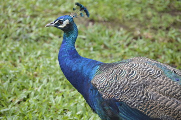 Naklejka premium Pana’ewa Peacock