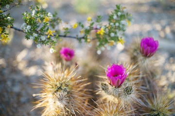 Beautiful sloft light on the desert hedgehog cactus bloom. Soft/selectively focused.