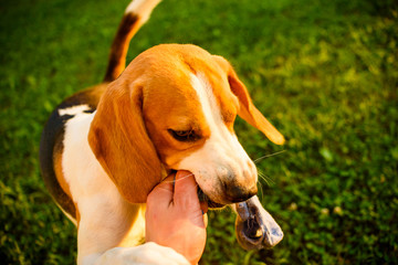 Dog beagle Pulls strap toy sock and Tug-of-War Game in garden outdoors summer day