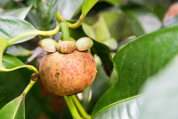 Fresh organic mangosteen fruit on tree in farm