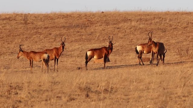 Red hartebeest (Alcelaphus buselaphus caama)