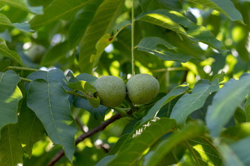 Growing unripe walnuts hanging at the walnut tree in summer