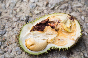 Close-up of rotten durian fruit, infested by insects and pest