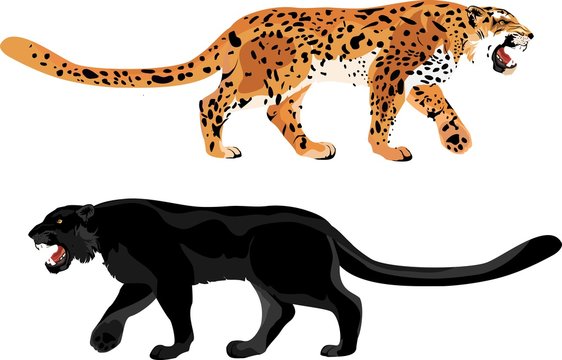 Panther and leopard isolated vector illustration