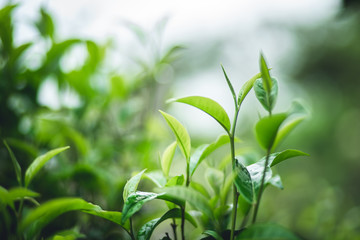 Naklejka premium liście herbaty Assam Tea Green w przyrodzie