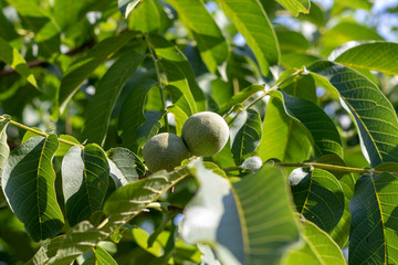 Green unripe walnuts hanging at the tree