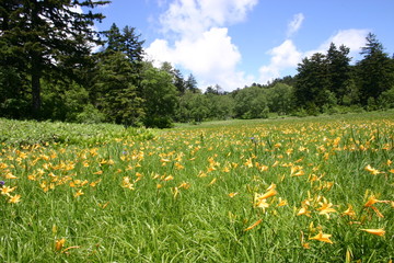 大江湿原 ニッコウキスゲ