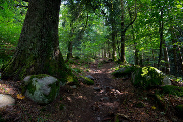 Vogesen Wald bei Mittlach