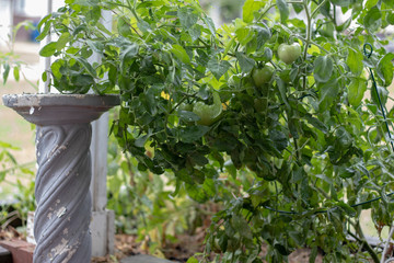 Tomato Garden