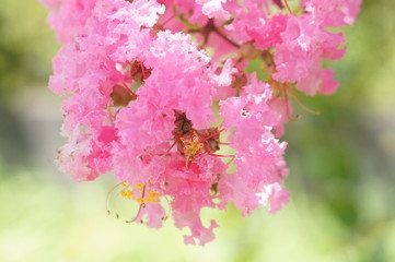 サルスベリの花