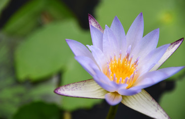 lotus Flower morning