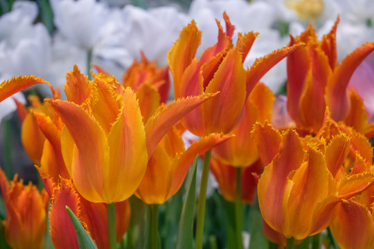 Orange tulips with white flowers background