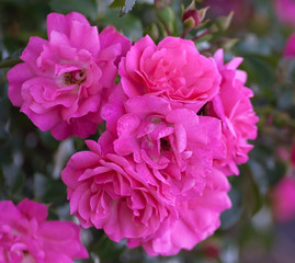 rose grade heidetraum,  semi-double, cup-shaped flowers of dense pink color, rose of deep pink color, one branch with seven flowers in full bloom close-up