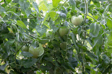 Tomato Garden